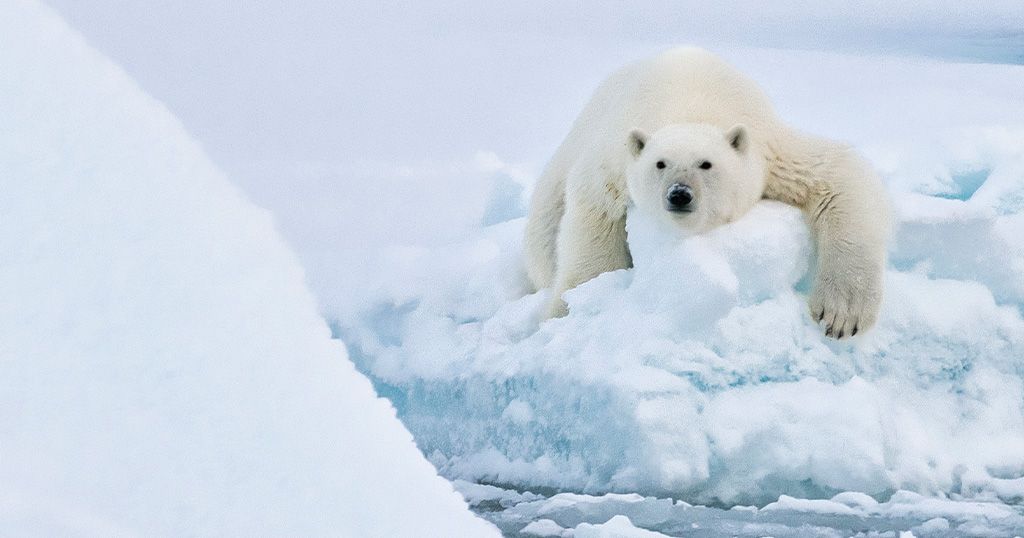 Ice Patrol Ultimate Experiences Online