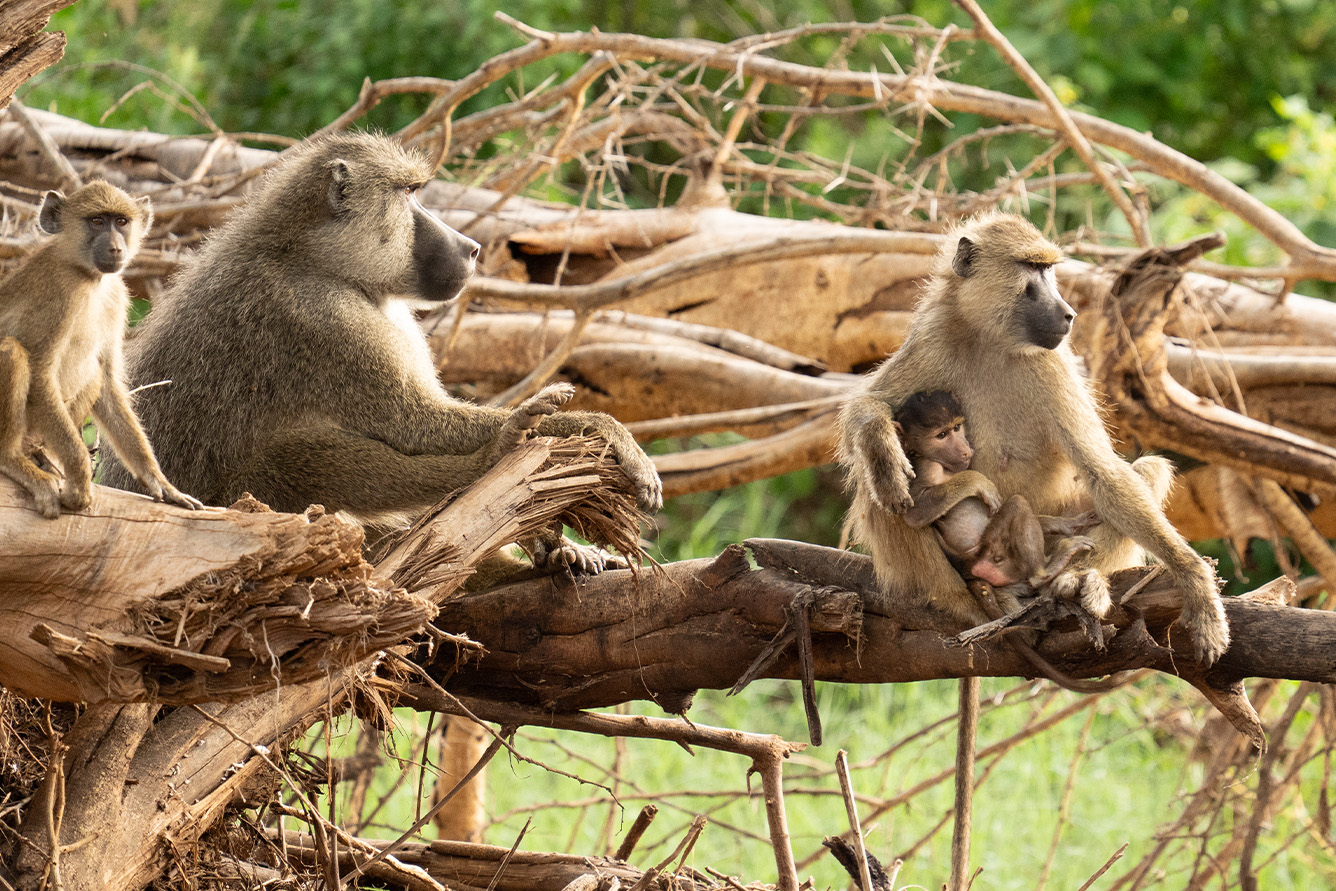 Conservation Awareness