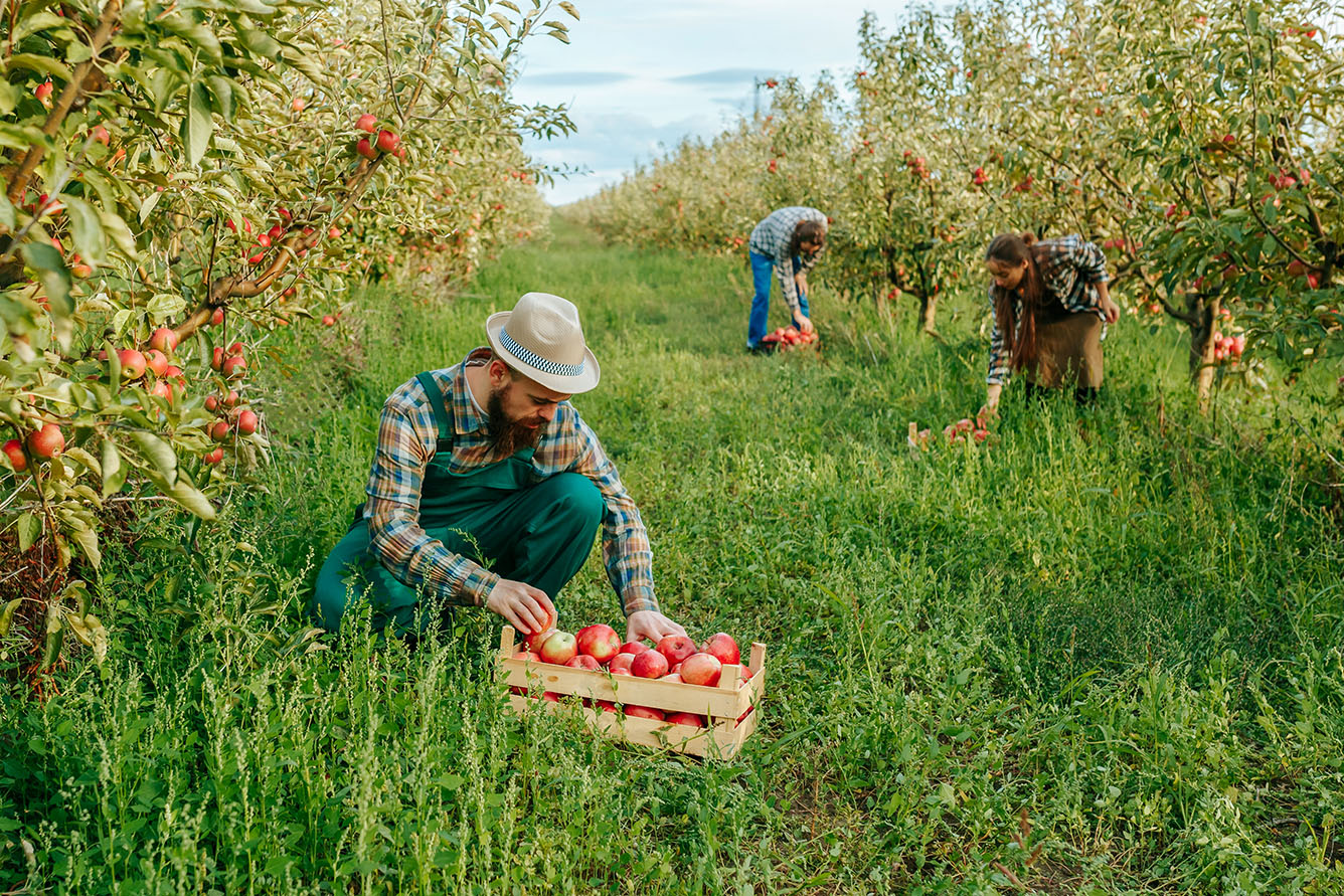 From Vineyard to Table Along the Rhine