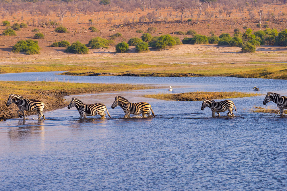 Nature’s Wild Side